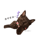 黒猫プティくん❤︎（個別スタンプ：4）