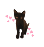 黒猫プティくん❤︎（個別スタンプ：7）
