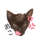 黒猫プティくん❤︎（個別スタンプ：15）
