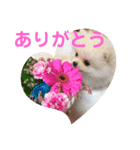 プポちゃんスタンプ1（個別スタンプ：1）