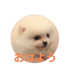 プポちゃんスタンプ1（個別スタンプ：2）