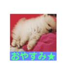 プポちゃんスタンプ1（個別スタンプ：3）