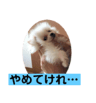 プポちゃんスタンプ1（個別スタンプ：5）
