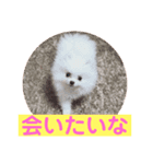 プポちゃんスタンプ1（個別スタンプ：6）