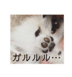 プポちゃんスタンプ1（個別スタンプ：8）