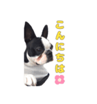 かわいいボストンテリアです（個別スタンプ：1）