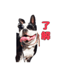 かわいいボストンテリアです（個別スタンプ：3）