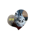 あさdog仲良し（個別スタンプ：1）