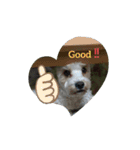 あさdog仲良し（個別スタンプ：3）