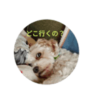 あさdog仲良し（個別スタンプ：4）