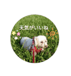 あさdog仲良し（個別スタンプ：6）