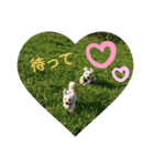 あさdog仲良し（個別スタンプ：7）