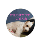 あさdog仲良し（個別スタンプ：8）
