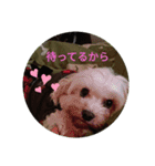 あさdog仲良し（個別スタンプ：9）