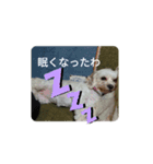 あさdog仲良し（個別スタンプ：10）