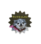 あさdog仲良し（個別スタンプ：11）