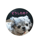あさdog仲良し（個別スタンプ：12）