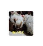 あさdog仲良し（個別スタンプ：13）