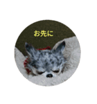 あさdog仲良し（個別スタンプ：14）