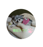 あさdog仲良し（個別スタンプ：16）
