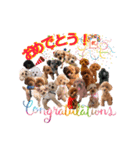 トイプー大好き癒しの部屋記念スタンプ！（個別スタンプ：1）