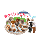 トイプー大好き癒しの部屋記念スタンプ！（個別スタンプ：3）