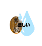 テンテンてんちゃん（個別スタンプ：8）
