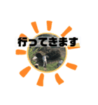 テンテンてんちゃん（個別スタンプ：9）