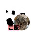 テンテンてんちゃん（個別スタンプ：13）