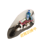 眠リンク（個別スタンプ：5）