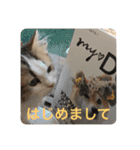 眠リンク（個別スタンプ：16）