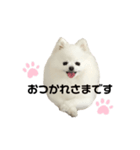 ポメポメポメまるの日常3（個別スタンプ：1）