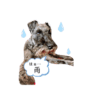 黒シュナのエドワードくんが行くin夏（個別スタンプ：6）