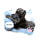黒シュナのエドワードくんが行くin夏（個別スタンプ：8）