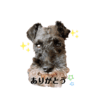 黒シュナのエドワードくんが行くin夏（個別スタンプ：11）