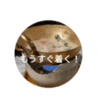 タイごはん（個別スタンプ：8）
