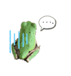 リアルなかえるのきもち（個別スタンプ：1）