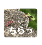 リアルなかえるのきもち（個別スタンプ：3）
