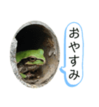 リアルなかえるのきもち（個別スタンプ：4）