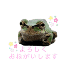 リアルなかえるのきもち（個別スタンプ：8）
