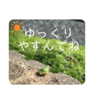 リアルなかえるのきもち（個別スタンプ：12）