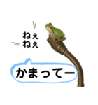 リアルなかえるのきもち（個別スタンプ：13）
