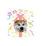 秋田犬Myスタンプ（個別スタンプ：35）