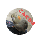 オカメインコのポン 2（個別スタンプ：1）