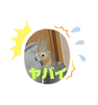 オカメインコのポン 2（個別スタンプ：2）