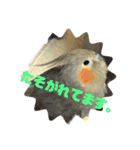 オカメインコのポン 2（個別スタンプ：3）