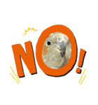 オカメインコのポン 2（個別スタンプ：6）