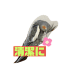 オカメインコのポン 2（個別スタンプ：7）