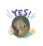 オカメインコのポン 2（個別スタンプ：8）