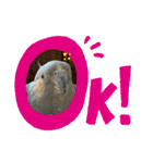 オカメインコのポン 2（個別スタンプ：9）